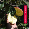 【限量2000件29.8元】毕节威宁【冰心苹果】 甜如蜜10个装（不低于4斤）现摘现发 贵州省内包邮 商品缩略图3