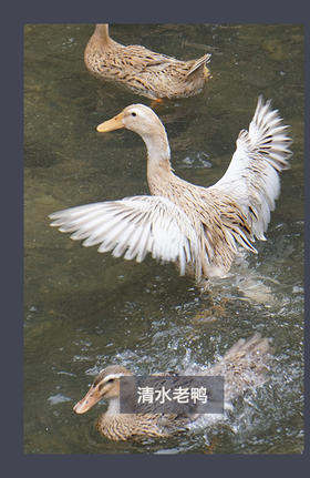 定金膨胀测试1
