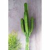 沙漠植物 - 大戟阁 Euphorbia ammak 商品缩略图1