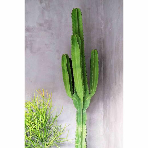 沙漠植物 - 大戟阁 Euphorbia ammak 商品图1