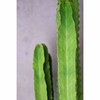 沙漠植物 - 大戟阁 Euphorbia ammak 商品缩略图2