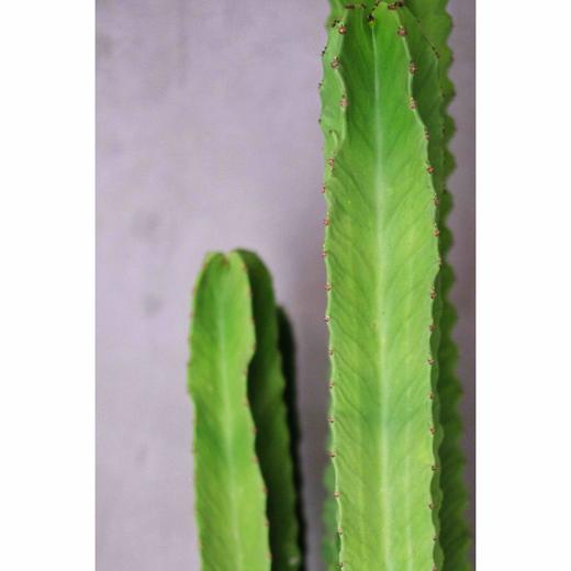 沙漠植物 - 大戟阁 Euphorbia ammak 商品图2