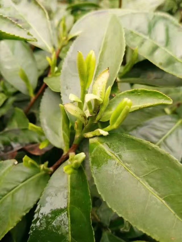 霍山黄芽