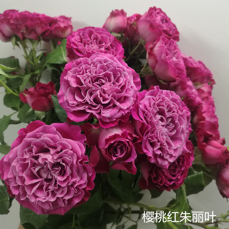 进口新品玫瑰|樱桃红朱丽叶,5支多头,五折限购