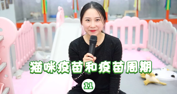 猫咪疫苗和疫苗周期