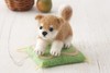 小柴犬羊毛毡材料包 商品缩略图0