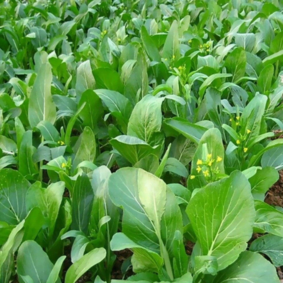 北山绿洲油菜心(14斤/件)团购价