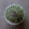 珍奇沙漠植物 - 马达加斯加龙树 Didierea madagascariensis 商品缩略图2