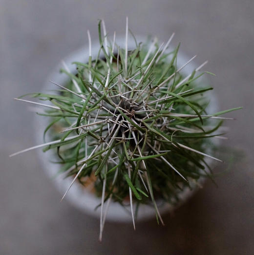 珍奇沙漠植物 - 马达加斯加龙树 Didierea madagascariensis 商品图2