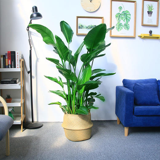 天堂鸟鹤望兰绿植盆栽-植物盆栽室内办公室鹤望兰大型绿植开业盆景北欧水泥盆简约风 商品图3