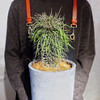 珍奇沙漠植物 - 马达加斯加龙树 Didierea madagascariensis 商品缩略图1