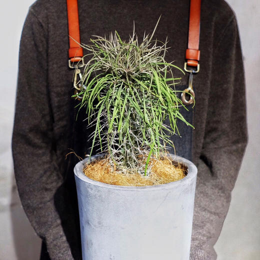 珍奇沙漠植物 - 马达加斯加龙树 Didierea madagascariensis 商品图1