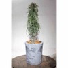珍奇沙漠植物 - 马达加斯加龙树 Didierea madagascariensis 商品缩略图0