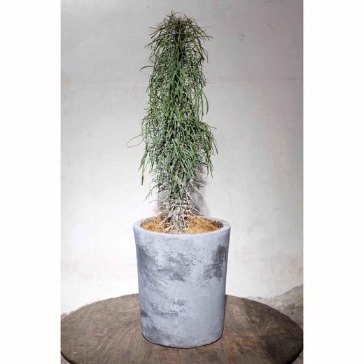 珍奇沙漠植物 - 马达加斯加龙树 Didierea madagascariensis 商品图0