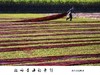 香云纱摄影精品团，增加涂泥、洗沙环节，独家摄影，不容错过 商品缩略图0