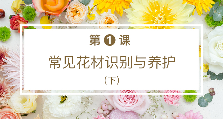 第一课 常见花材识别与养护（下）