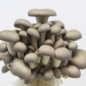 黑平菇