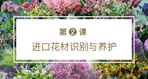 第二课 进口花材识别与养护 商品图0
