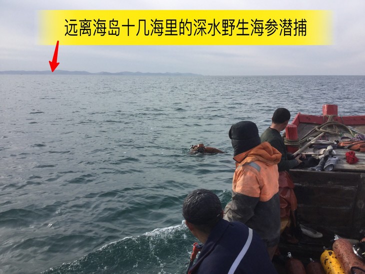 大连野生辽刺参海参深海捕捞公平贸易基地直发包邮dalianwildsea