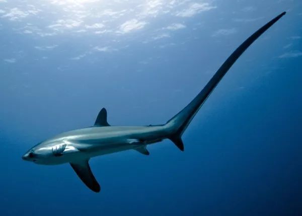 马代虎鲨岛 | 潜水精品团,网红锤头鲨的潜点
