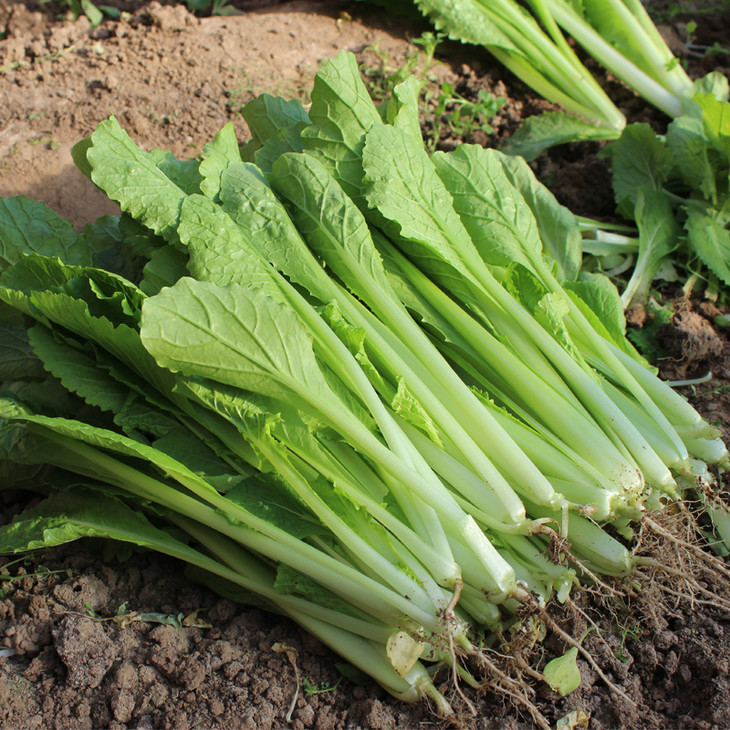 新鲜有机小白菜 一斤 (蔬菜)