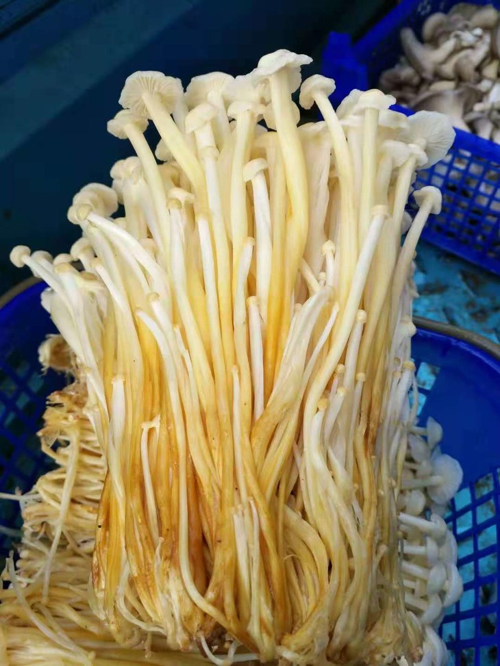 我们的金针菇出自于兄弟蘑菇基地,真正的无添加好食材.