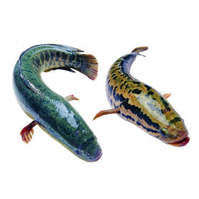 黑鱼（财鱼）