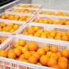 四川高山脐橙现摘现发——新鲜多汁好味道 商品缩略图2