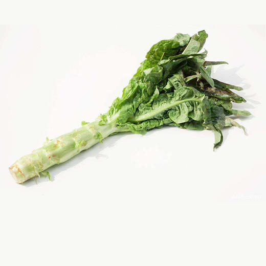 莴苣 商品图0