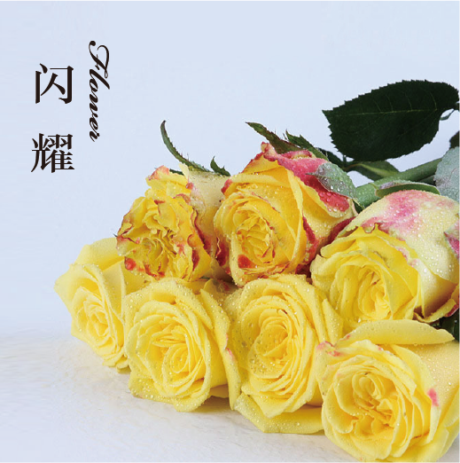 玫瑰 闪耀
