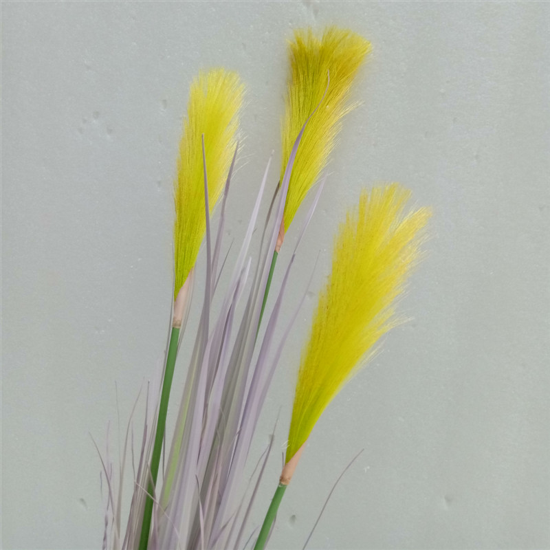 把束3头芦苇