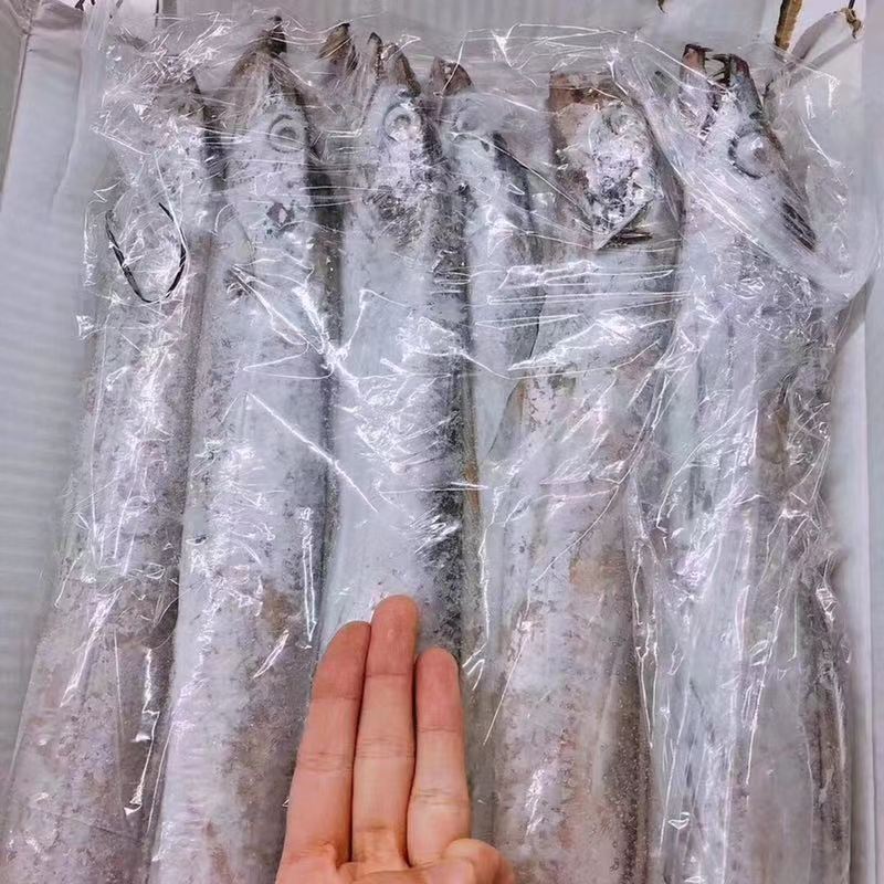 【包邮】舟山小船带鱼 净重9斤多
