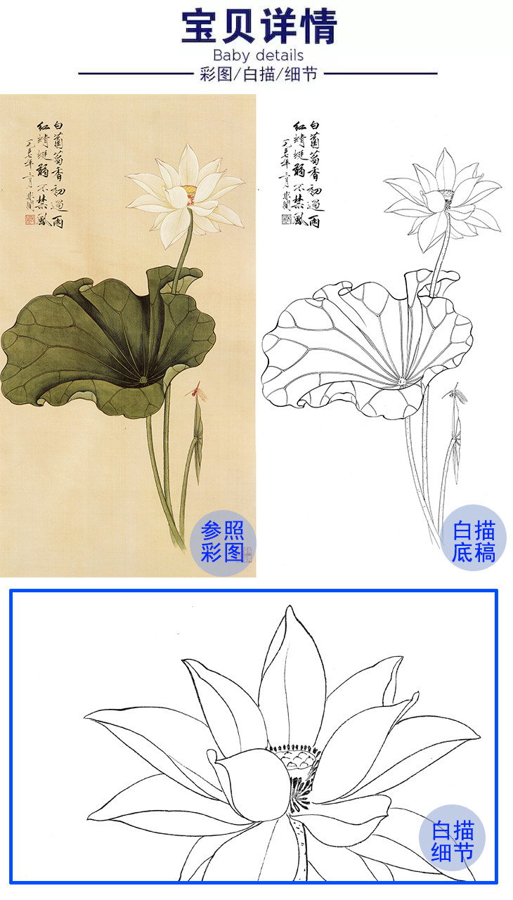 于非暗白描底稿-工笔花鸟-白荷花-yf22