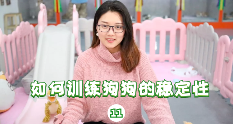 如何训练狗狗稳定性
