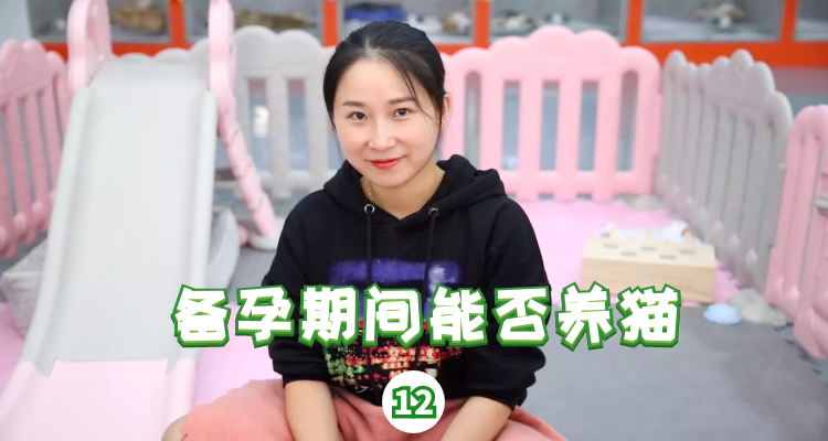 备孕期间能否养猫