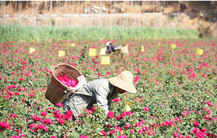 现已总投入资金3000万余元,完成玫瑰花种植基地2000余亩,其中育苗圃20