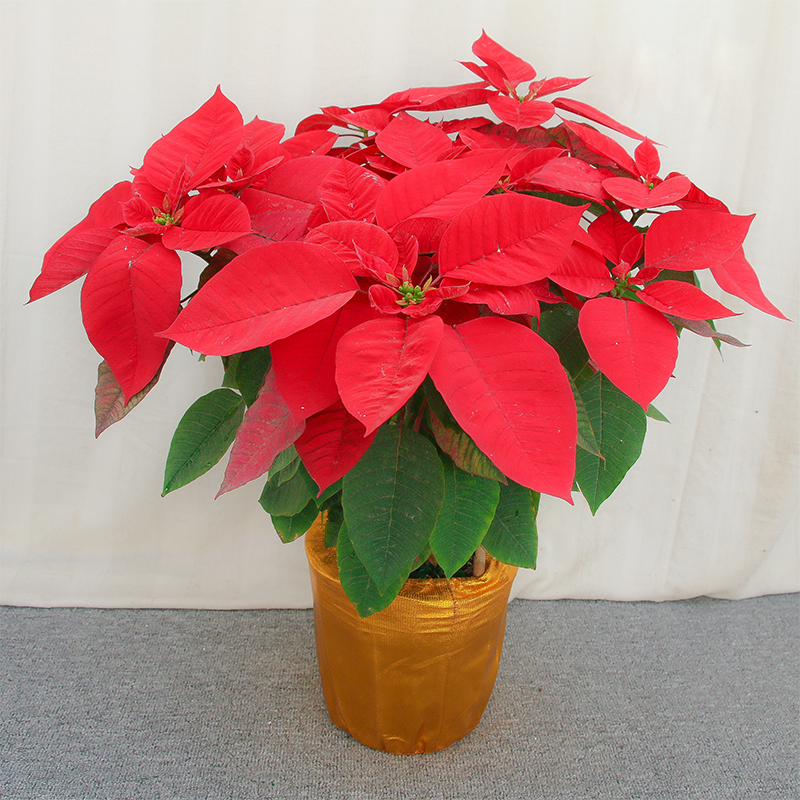 圣诞红盆栽一品红圣诞花节日庆典喜庆花卉开花植物圣诞节