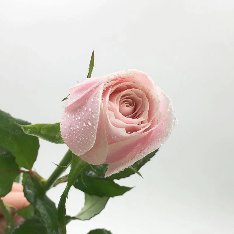 玫瑰|粉红雪山 浅粉色 20枝/扎
