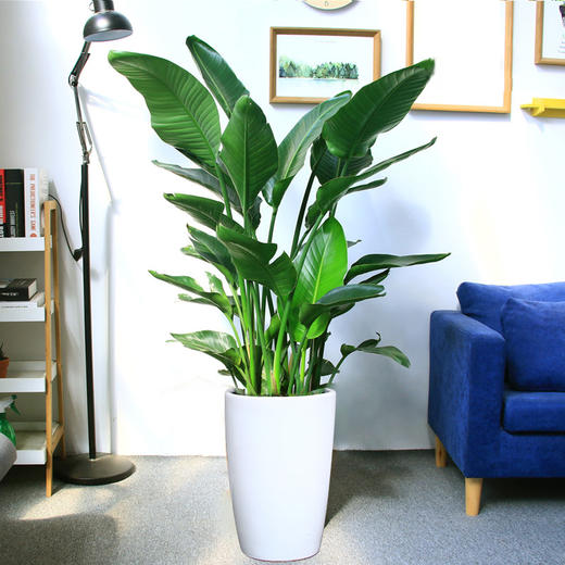 天堂鸟鹤望兰绿植盆栽-植物盆栽室内办公室鹤望兰大型绿植开业盆景北欧水泥盆简约风 商品图2