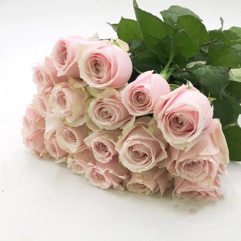 玫瑰|粉红雪山 20枝/扎 浅粉色
