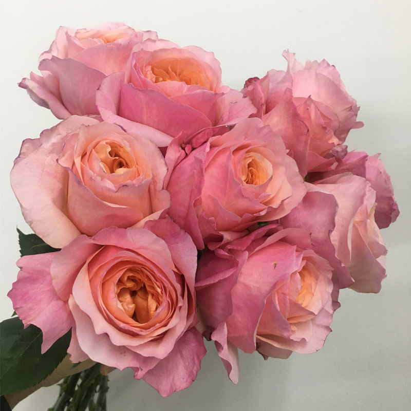 进口花材|单头玫瑰,维多利亚