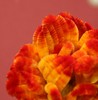 时岁赏荣华 南京绒花胸针 商品缩略图1