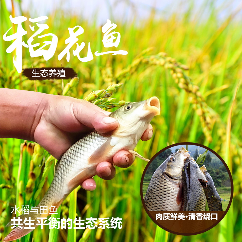 稻花鱼