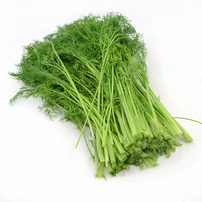 茴香苗 