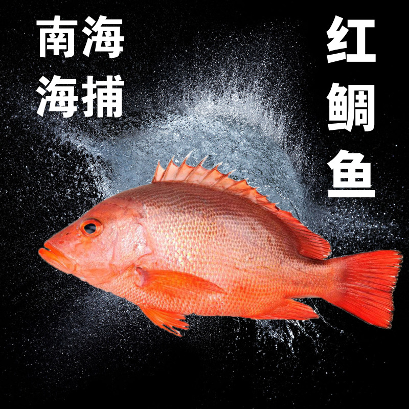 南海海捕红鲷鱼