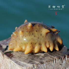  学食 | 野生海参如何吃？这应该是最经典的吃法了！ 