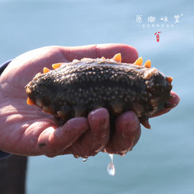  学食 | 淡干海参有一千种泡发，而我们只推荐最简单的一种！ 