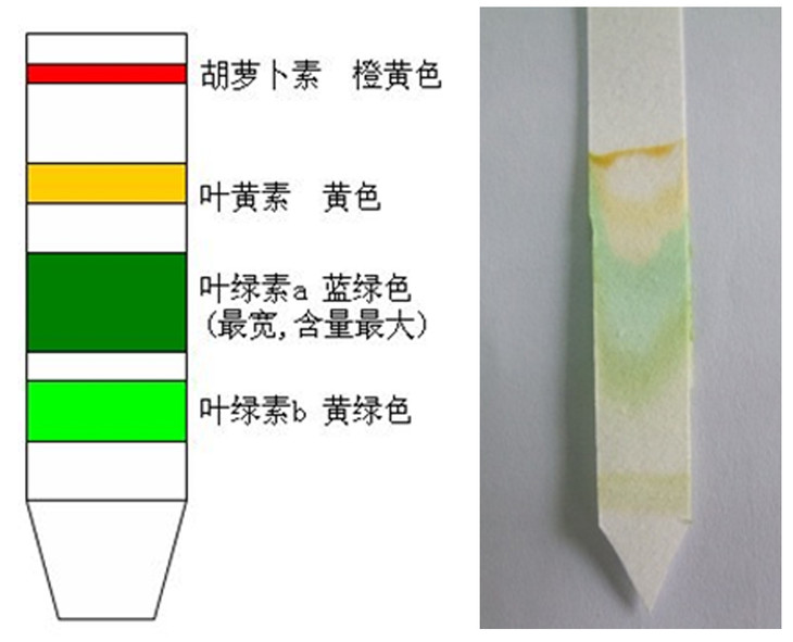 在学习树叶知识后,孩子们还会亲自动手参与层析叶绿体中色素的实验