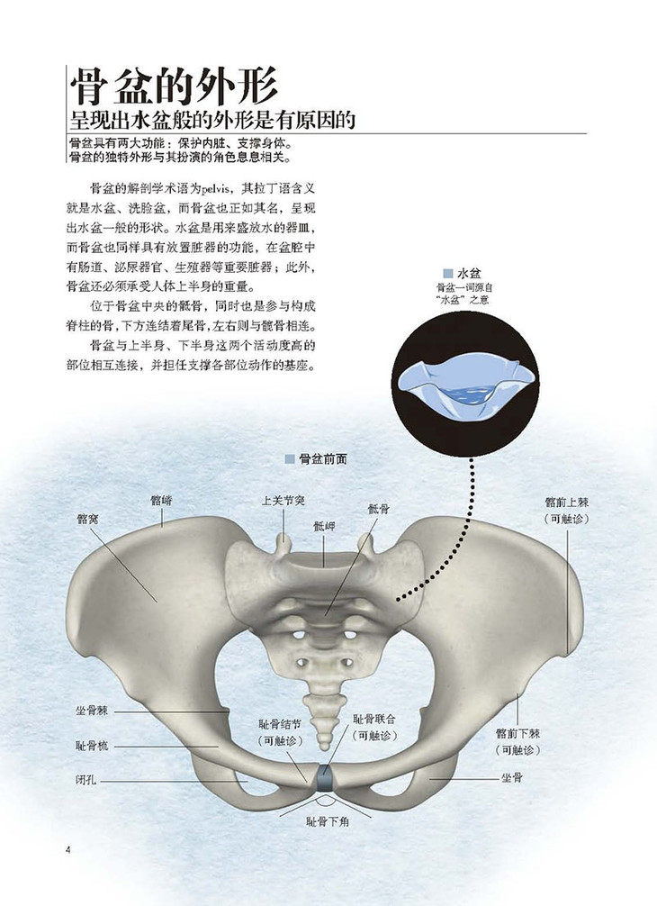 骨盆解剖及功能训练图解 主译:李健,陆长青 北科出版