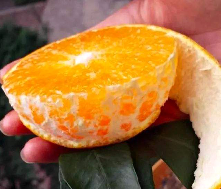 爱媛38甜橙 | 肉嫩多汁可以吸着吃的果冻橙